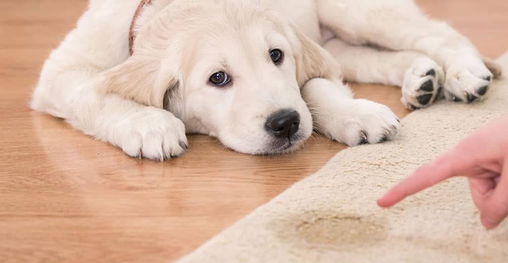 Pet Treatments